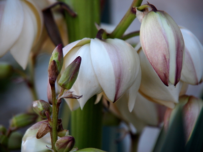 [White bloom is opened making all the petals clearly visible even as they hand downward like bells.]